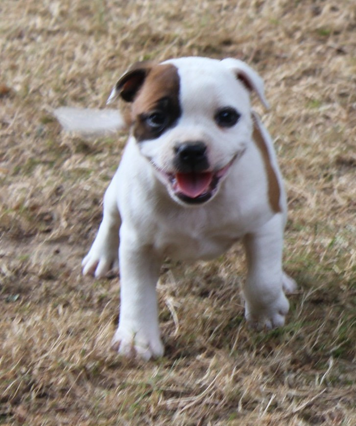 Staffanatic's - Chiots disponibles - Staffordshire Bull Terrier