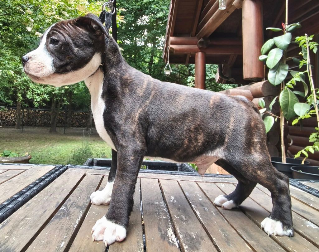 Staffanatic's - Chiots disponibles - Staffordshire Bull Terrier