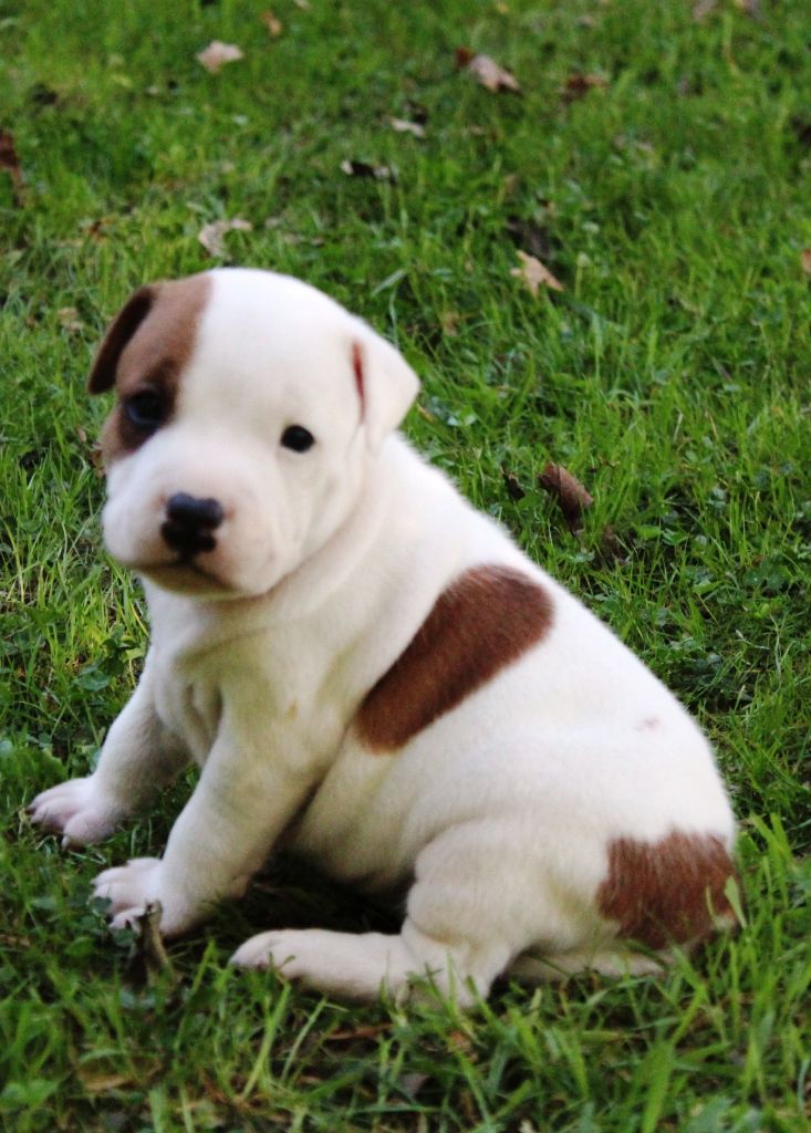 Staffanatic's - Chiots disponibles - Staffordshire Bull Terrier