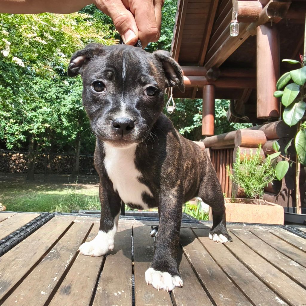 Staffanatic's - Chiots disponibles - Staffordshire Bull Terrier
