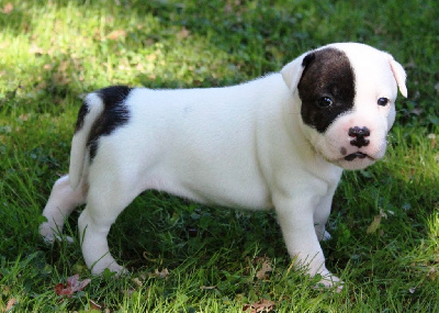 CHIOT 4