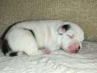 Staffanatic's Bullet proof