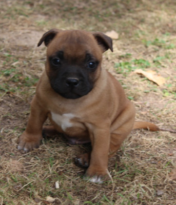 BUSTER