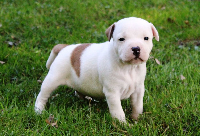 CHIOT 3