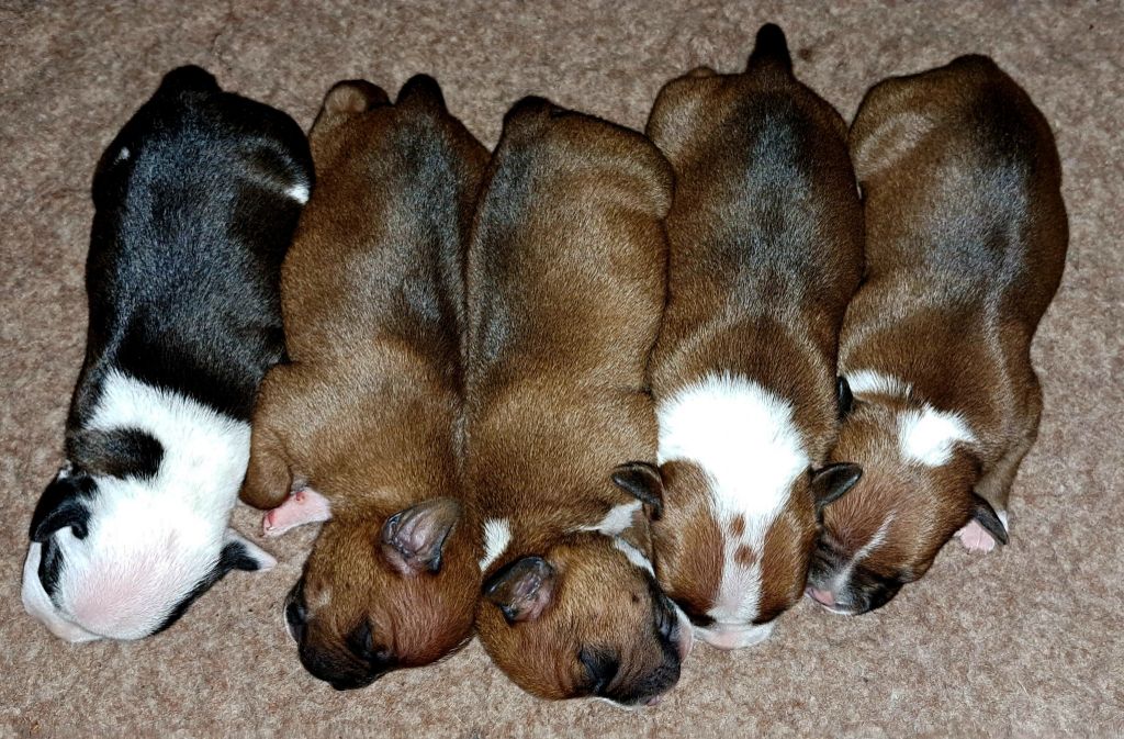 Staffanatic's - Chiots disponibles - Staffordshire Bull Terrier