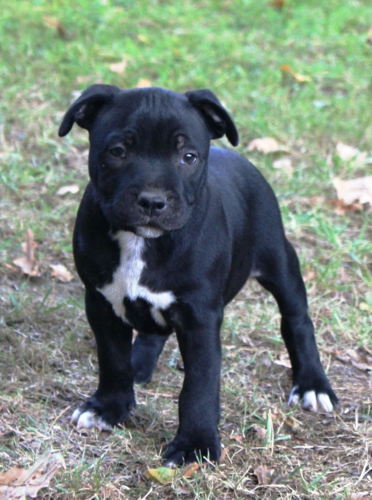 Staffanatic's - Chiots disponibles - Staffordshire Bull Terrier