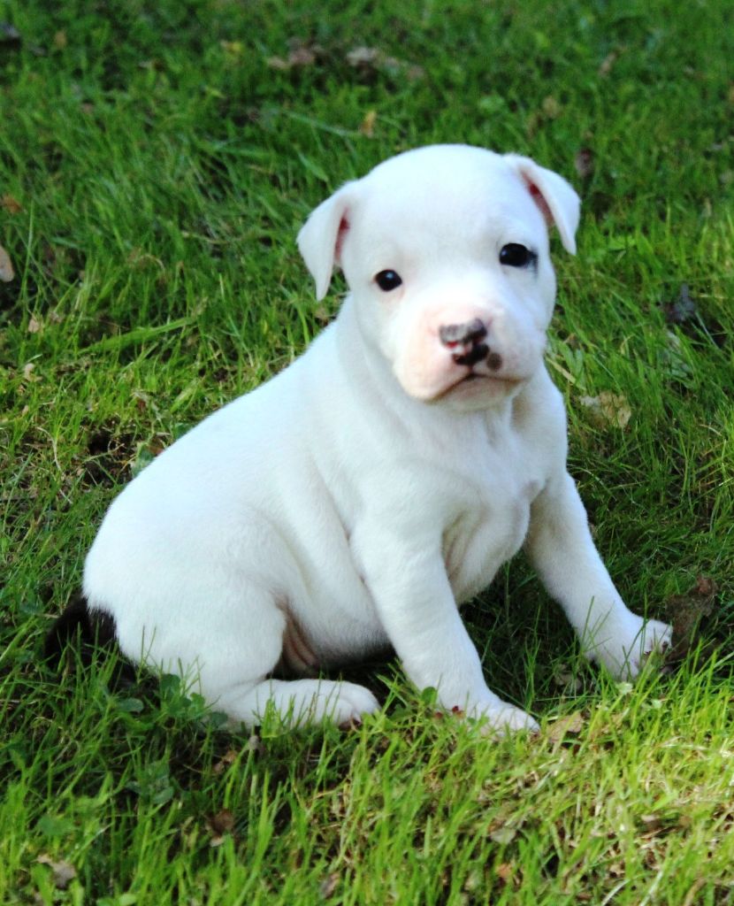 Staffanatic's - Chiots disponibles - Staffordshire Bull Terrier