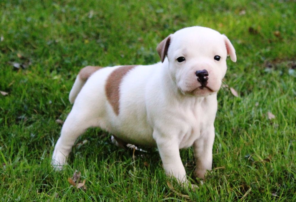 Staffanatic's - Chiots disponibles - Staffordshire Bull Terrier