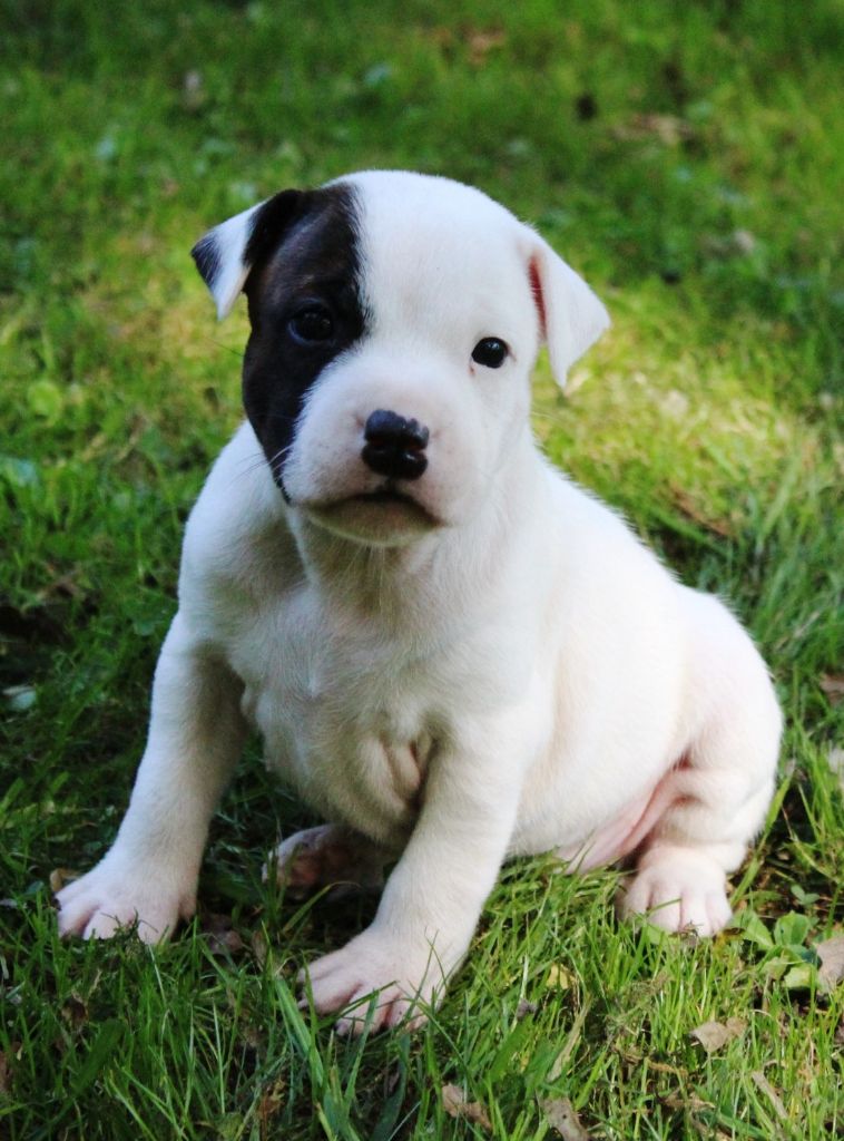 Staffanatic's - Chiots disponibles - Staffordshire Bull Terrier
