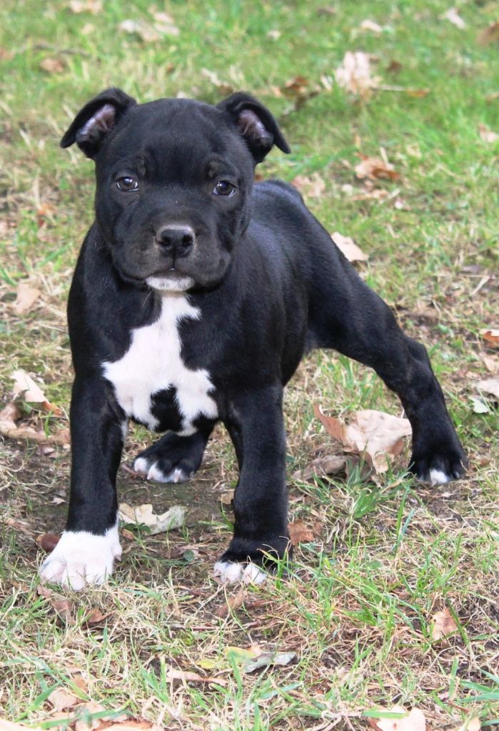 Staffanatic's - Chiots disponibles - Staffordshire Bull Terrier